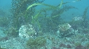 BLENNIES, POISSONS