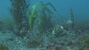 BLENNIES