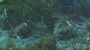 BLENNIES