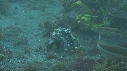 BLENNIES
