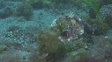 BLENNIES