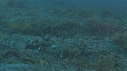 CREVETTE MANTA
