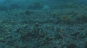 CREVETTE MANTA