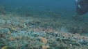 CREVETTE MANTA