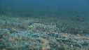 CREVETTE MANTA