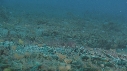 CREVETTE MANTA, POISSON