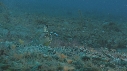 CREVETTE MANTA
