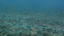 CREVETTE MANTA