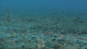 CREVETTE MANTA