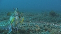 CREVETTE MANTA