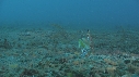 CREVETTE MANTA, POULPE