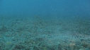 CREVETTE MANTA