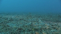 CREVETTE MANTA, POULPE