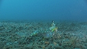 CREVETTE MANTA