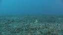 CREVETTE MANTA, POULPE