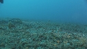 CREVETTE MANTA, POULPE