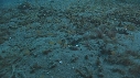 CREVETTE MANTA, POULPE