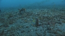 CREVETTE MANTA, POULPE