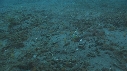 CREVETTE MANTA