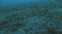 CREVETTE MANTA, POULPE