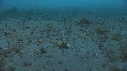 CREVETTE MANTA, POULPE