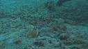 CREVETTE MANTA, POULPE