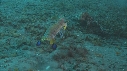 CREVETTE MANTA, POULPE