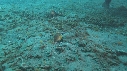 CREVETTE MANTA, POULPE