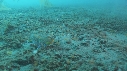 CREVETTE MANTA, POULPE