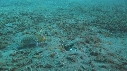 CREVETTE MANTA, POULPE