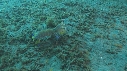 CREVETTE MANTA, POULPE