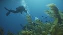 KELP, PLONGEURS