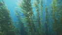 KELP, PLONGEURS