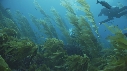 KELP, PLONGEURS