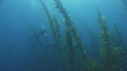 KELP, PLONGEURS