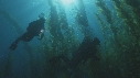 KELP, PLONGEURS
