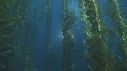 KELP, PLONGEURS