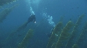 KELP, PLONGEURS