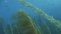KELP, PLONGEURS