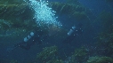 KELP, PLONGEURS