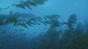 KELP, PLONGEURS