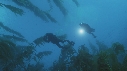 KELP, PLONGEURS