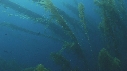 KELP, PLONGEURS