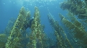KELP, PLONGEURS