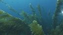 KELP, PLONGEURS