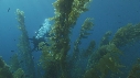 KELP, PLONGEURS