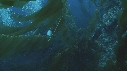 KELP, PLONGEURS