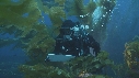 KELP, PLONGEURS