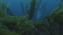 KELP, PLONGEURS, BATEAU