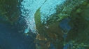 KELP, PLONGEURS